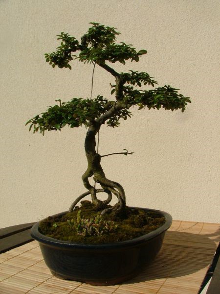 Photo du bonsaï : cotonéaster âgé de 12 ans