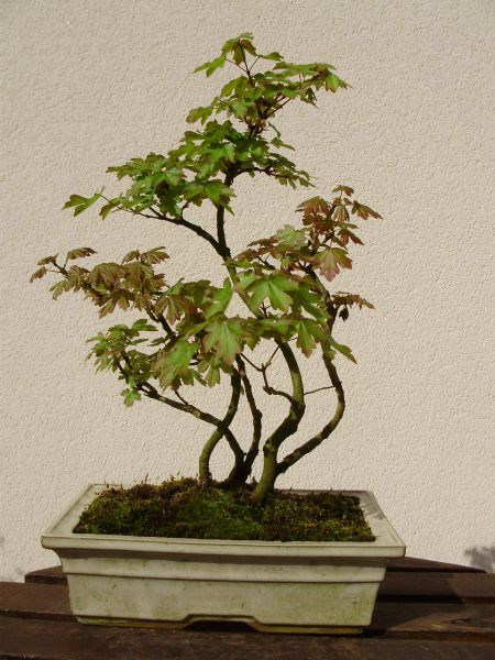 Photo du bonsaï : groupe d'érable champêtre