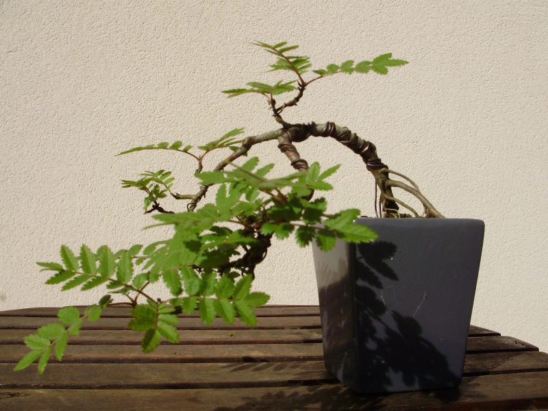 Photo du bonsaï : sorbier