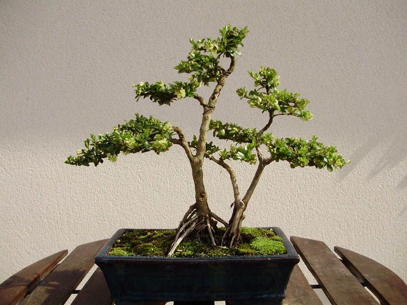 Photo du bonsaï : chévrefeuille a tronc multiples