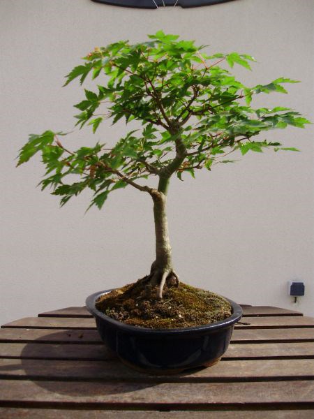 Photo du bonsaï : acer palmatum