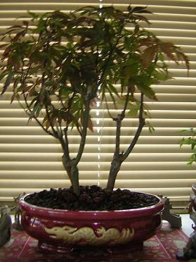 Photo du bonsaï : acer palmatum Matsumurae