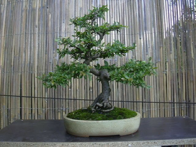 Photo du bonsaï : Orme de Chine