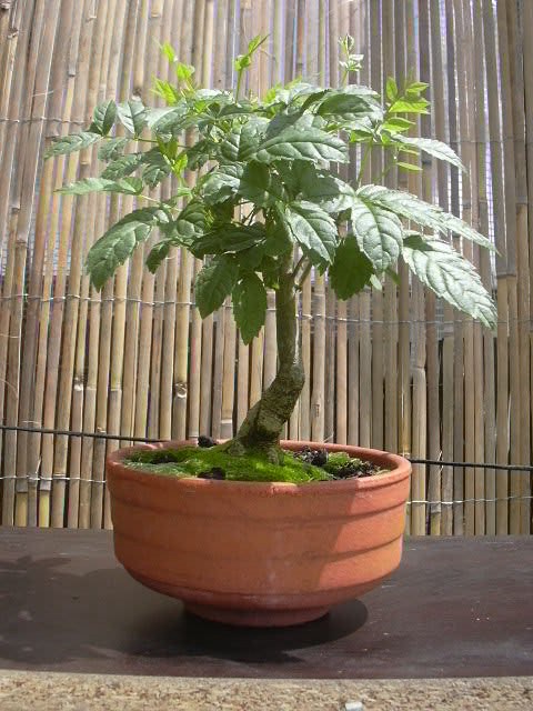 Photo du bonsaï : Frene