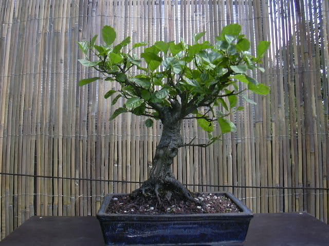 Photo du bonsaï : Aune glutineux