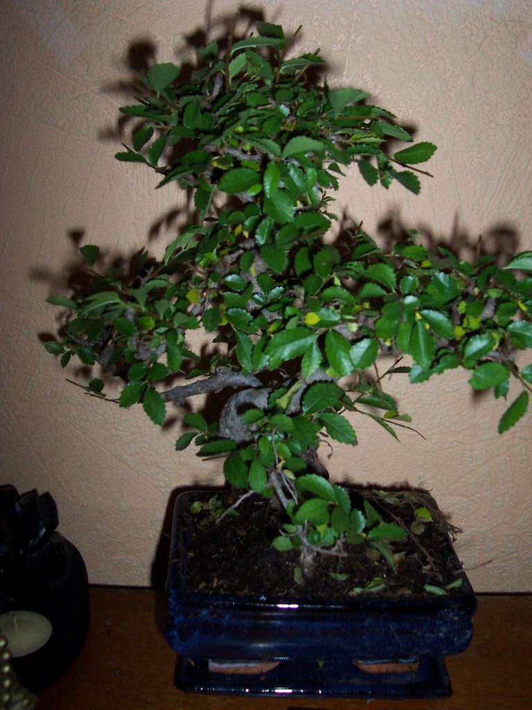 Photo du bonsaï : orme de chine 