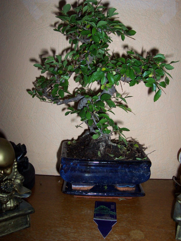 Photo du bonsaï : orme de chine 