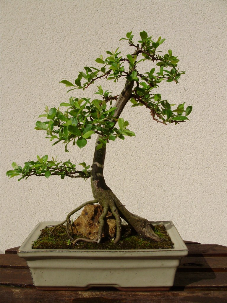 Photo du bonsaï : aulne 