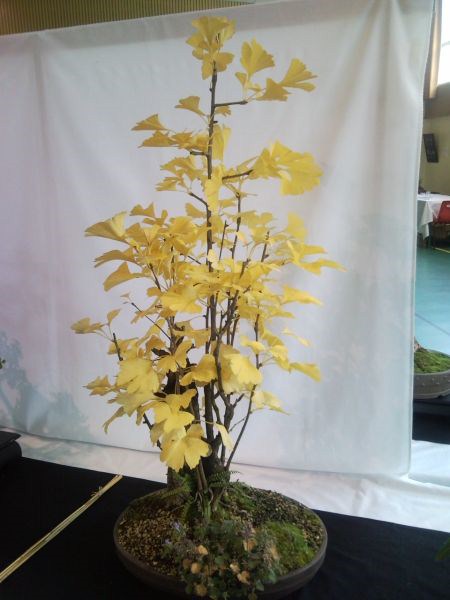 Photo du bonsaï : Ginkgo Biloba