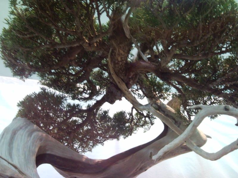 Photo du bonsaï : Genévrier