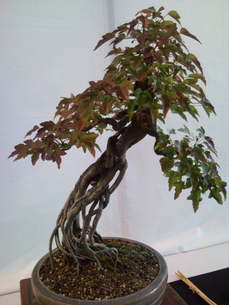 Photo du bonsaï : Erable trident