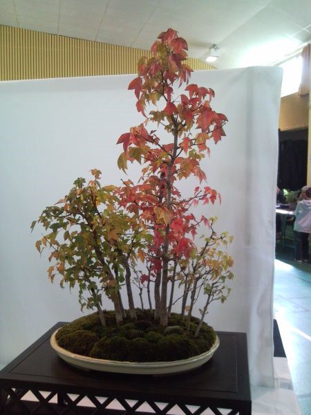 Photo du bonsaï : Forêt d'érable