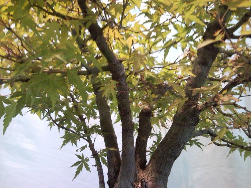 Photo du bonsaï : Erable