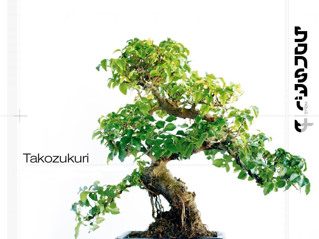Photo du bonsaï : 07/10/2008 - photo du : Troêne de Chine