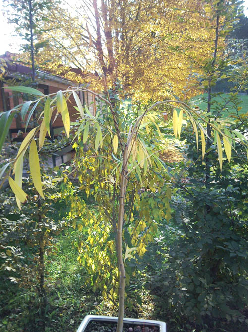 Photo du bonsaï : 12/10/2008 - photo du : Saule pleureur