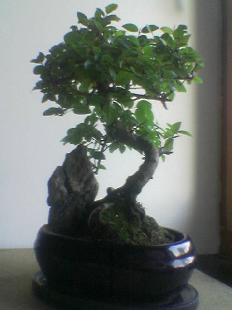 Photo du bonsaï : 20/10/2008 - photo du : Koakondjin