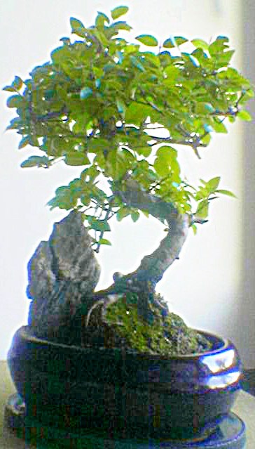 Photo du bonsaï : 21/10/2008 - photo du : Koakonjin