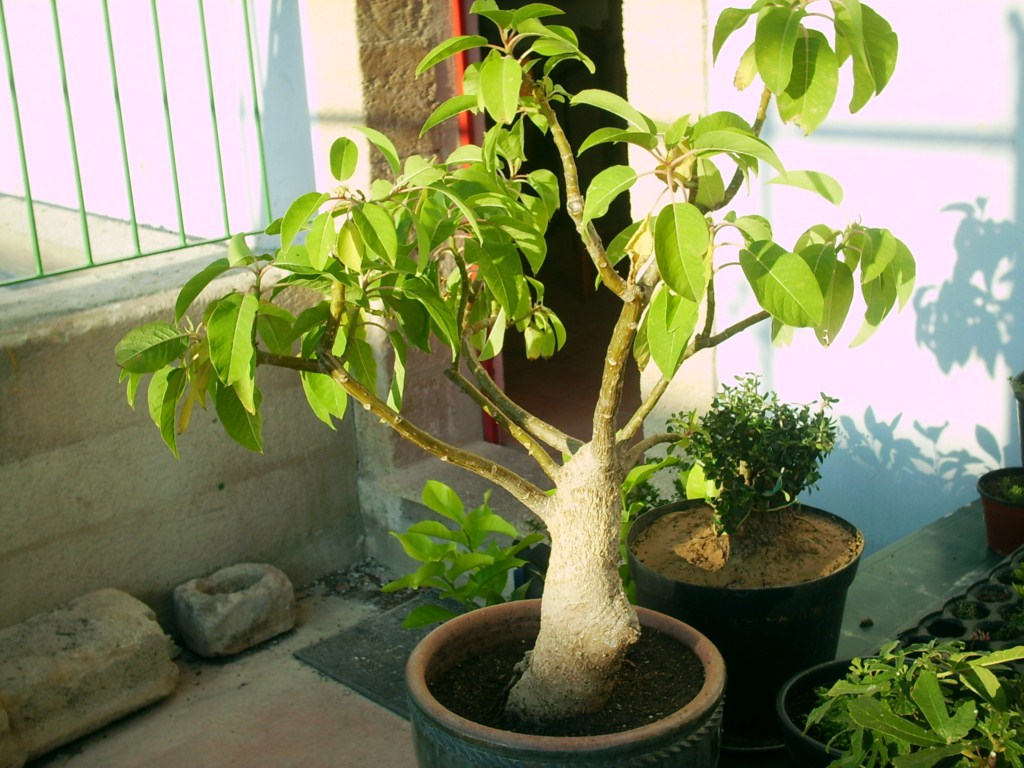 Photo du bonsaï : belombra