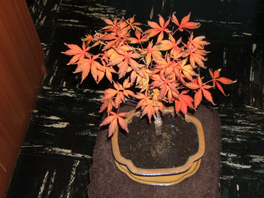 Photo du bonsaï : Erable