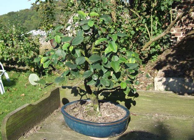 Photo du bonsaï : cogniassier 5 ans