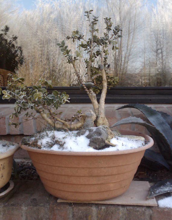Photo du bonsaï : buxus sempervirens