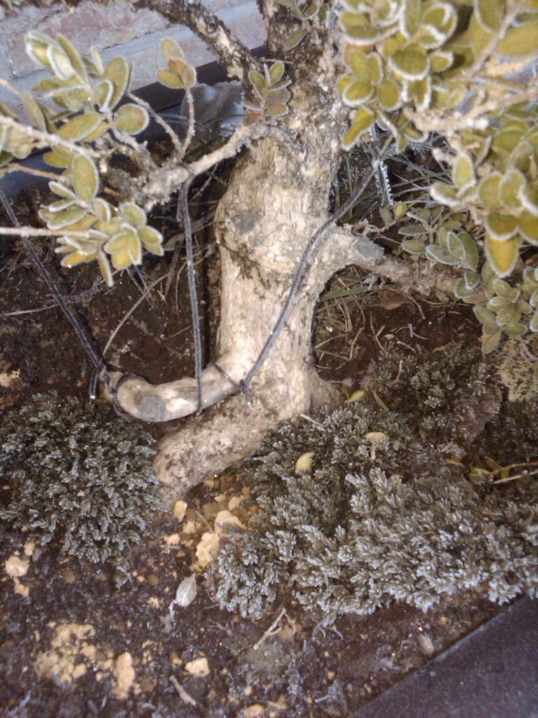 Photo du bonsaï : 17/01/2009 - photo du : buis