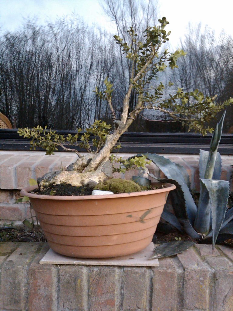 Photo du bonsaï : 17/01/2009 - photo du : buis
