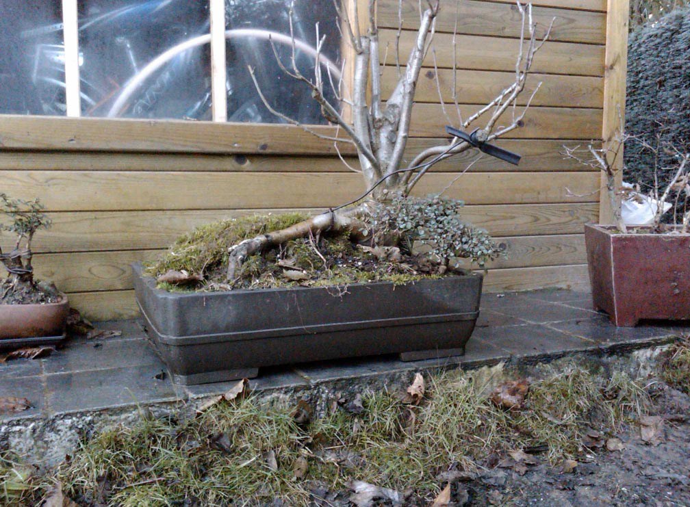 Photo du bonsaï : THE sorbier