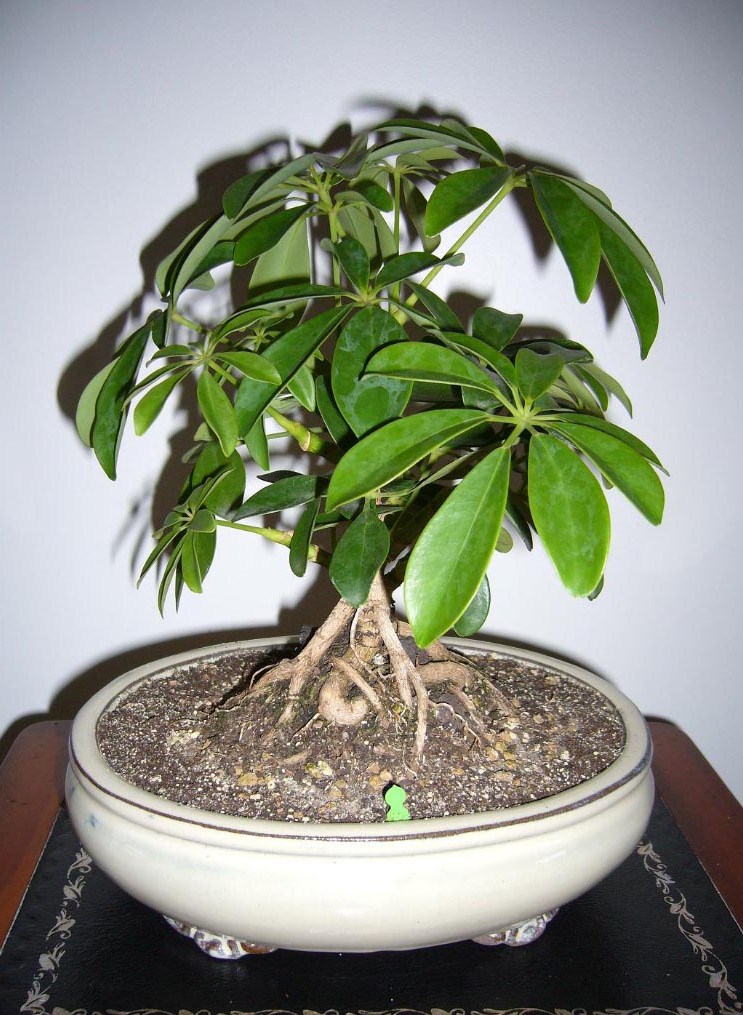 Photo du bonsaï : SCHEFFLERA