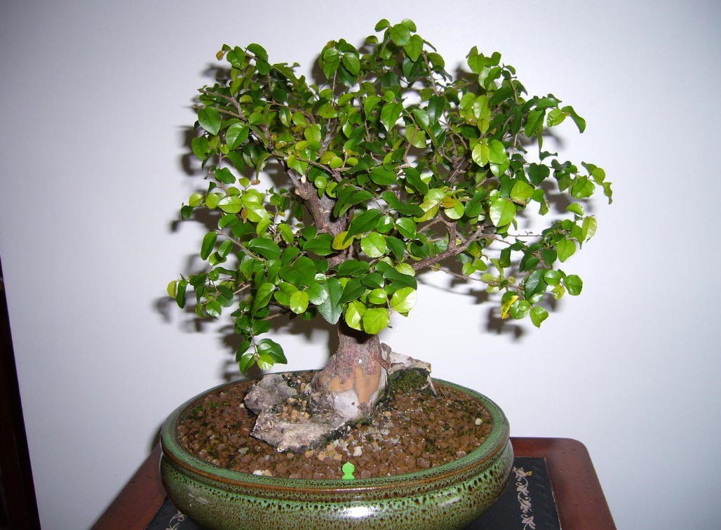 Photo du bonsaï : SAGERETIA THEEZANS