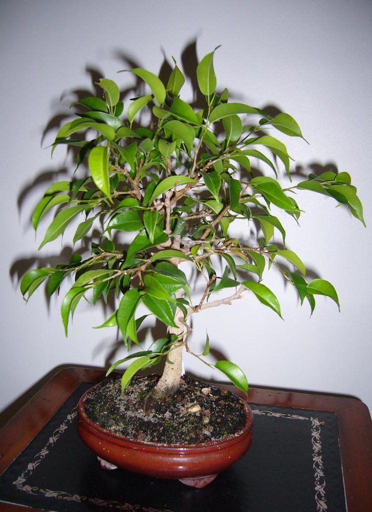 Photo du bonsaï : FICUS BENJAMINA