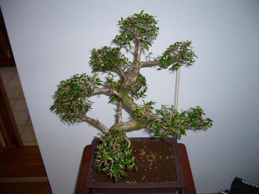 Photo du bonsaï : 01/02/2009 - photo du : SERISSA FOETIDA
