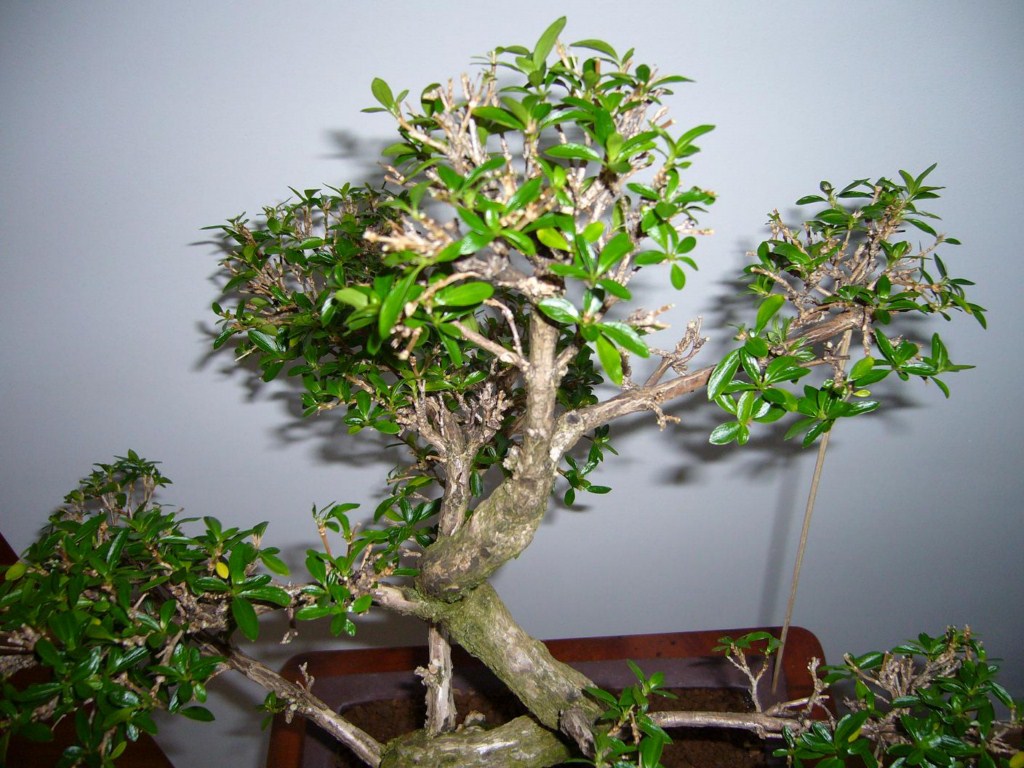 Photo du bonsaï : 01/02/2009 - photo du : SERISSA FOETIDA