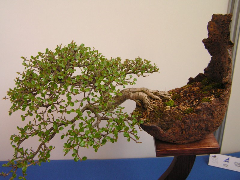 Photo du bonsaï : Cotonéaster