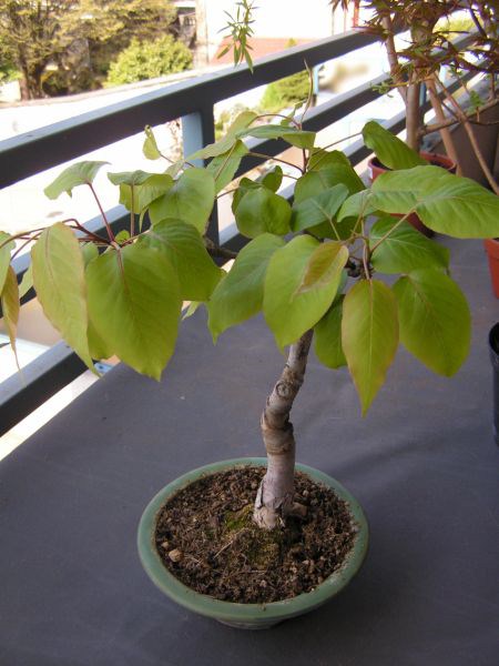 Photo du bonsaï : 05/04/2009 - photo du : Poirier Nashi