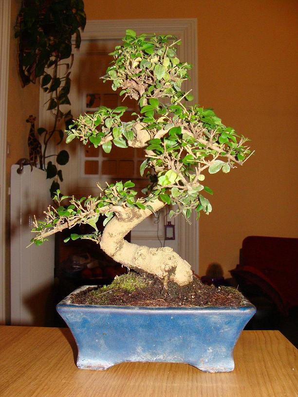 Photo du bonsaï : 25/09/2009 - photo du : Troène de Chine