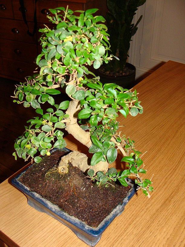 Photo du bonsaï : 25/09/2009 - photo du : Troène de Chine