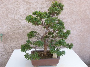 Photo du bonsaï : 03/10/2009 - photo du : ORME DE CHINE