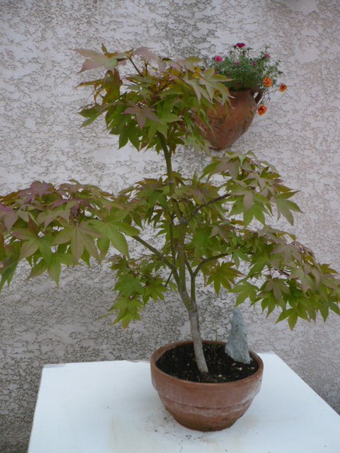 Photo du bonsaï : 04/10/2009 - photo du : ERABLE