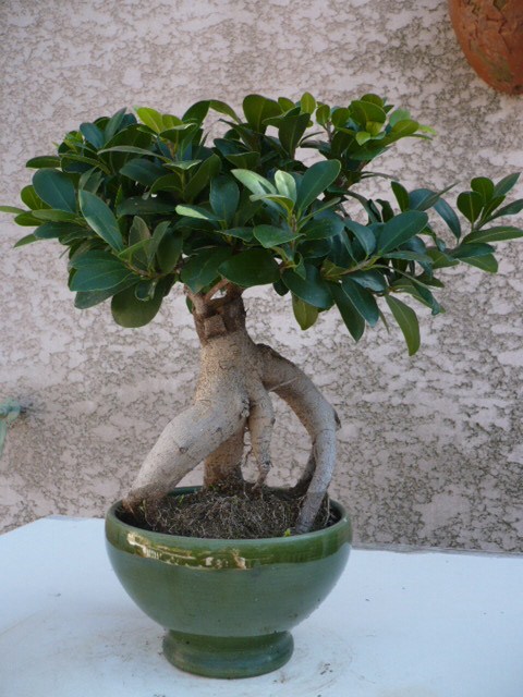 Photo du bonsaï : 04/10/2009 - photo du : FICUS