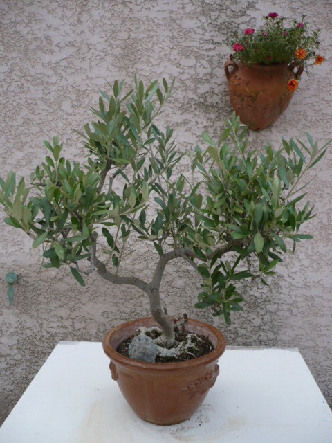 Photo du bonsaï : 04/10/2009 - photo du : OLIVIER