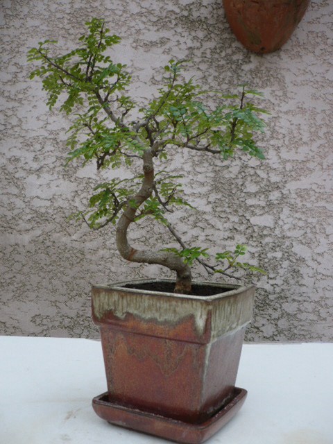 Photo du bonsaï : 04/10/2009 - photo du : OPERCULICARIA DECARYL