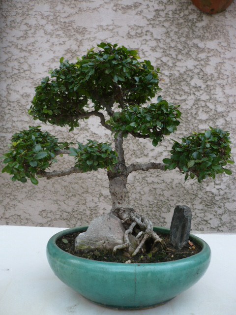 Photo du bonsaï : 04/10/2009 - photo du : ORME DE CHINE
