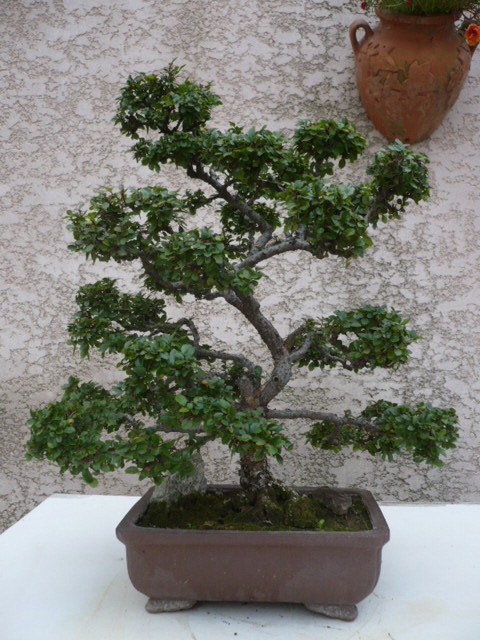 Photo du bonsaï : 04/10/2009 - photo du : ORME DE CHINE