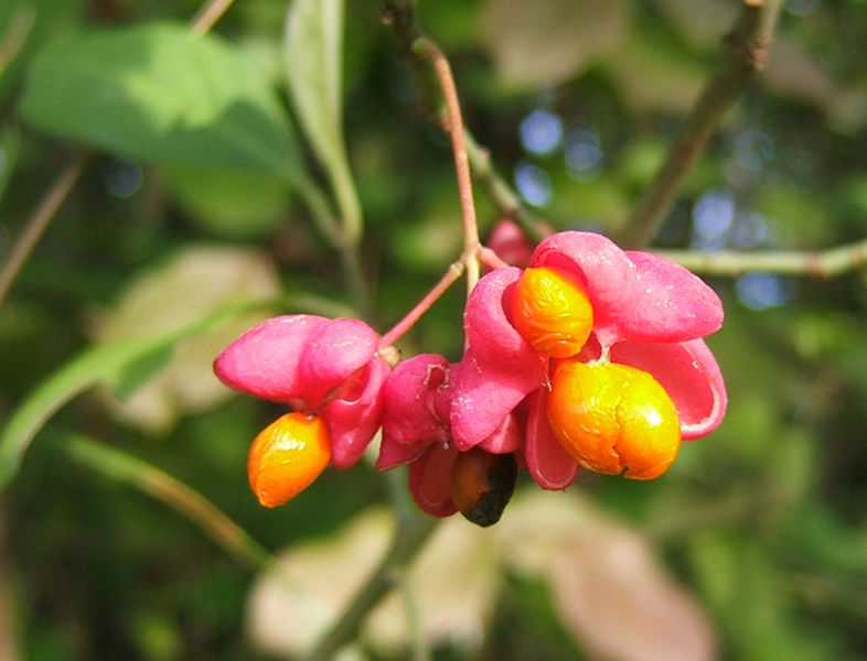 Photo du bonsaï : Fleur de l'Euonymus