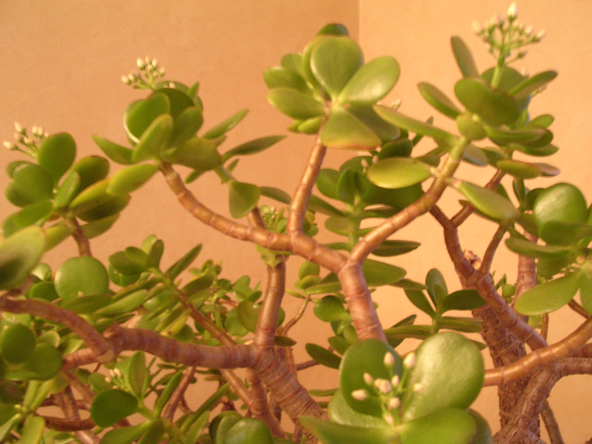 Photo du bonsaï : crassula