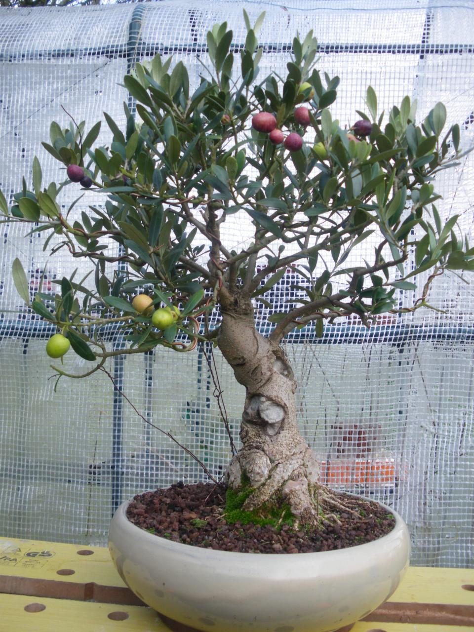 Photo du bonsaï : olivier