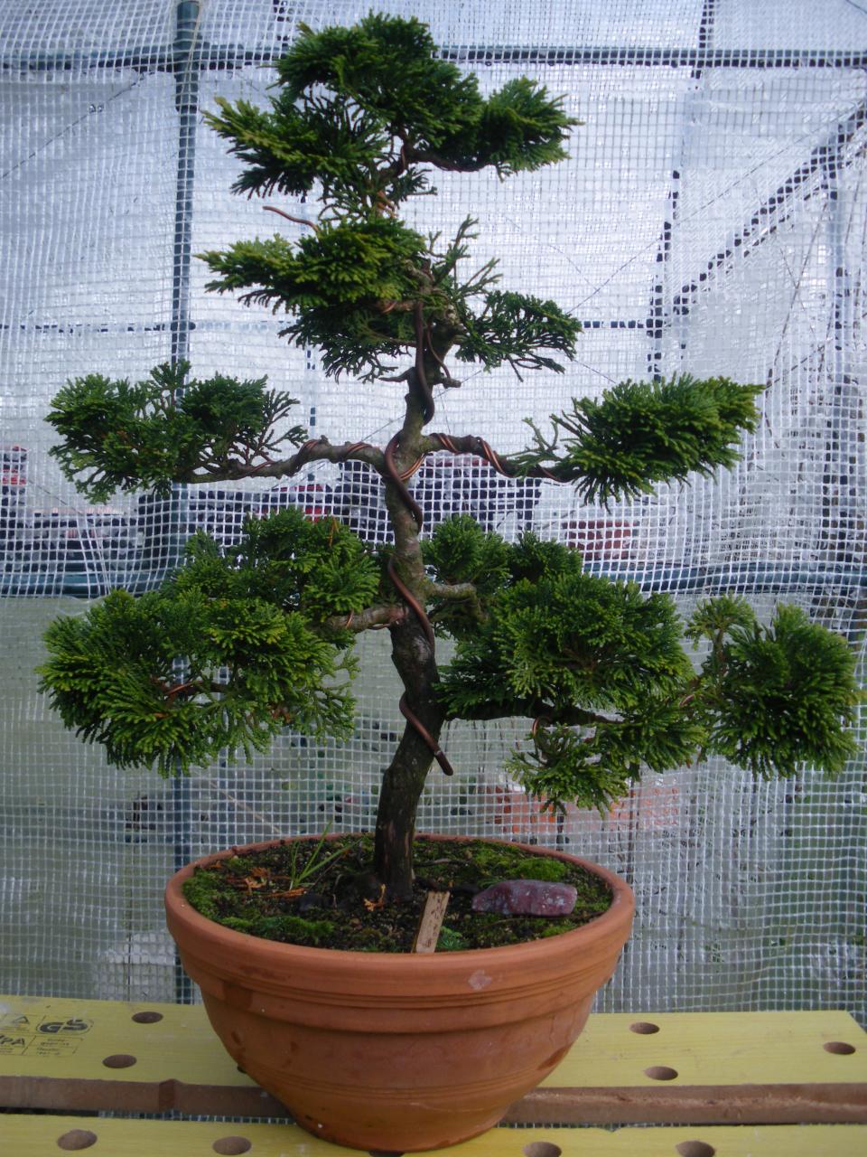 Photo du bonsaï : faux cypres