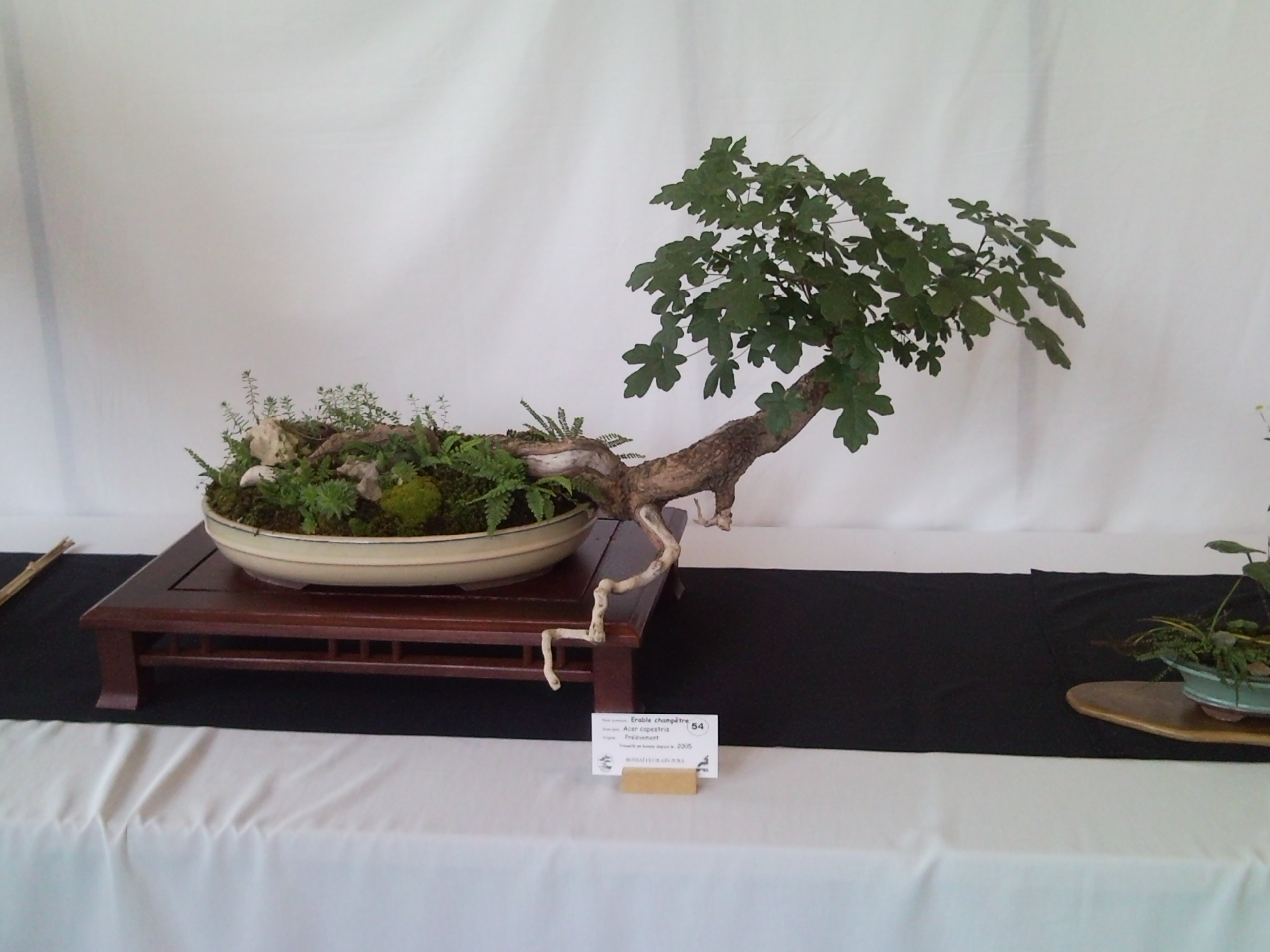 Photo du bonsaï : Erable champetre