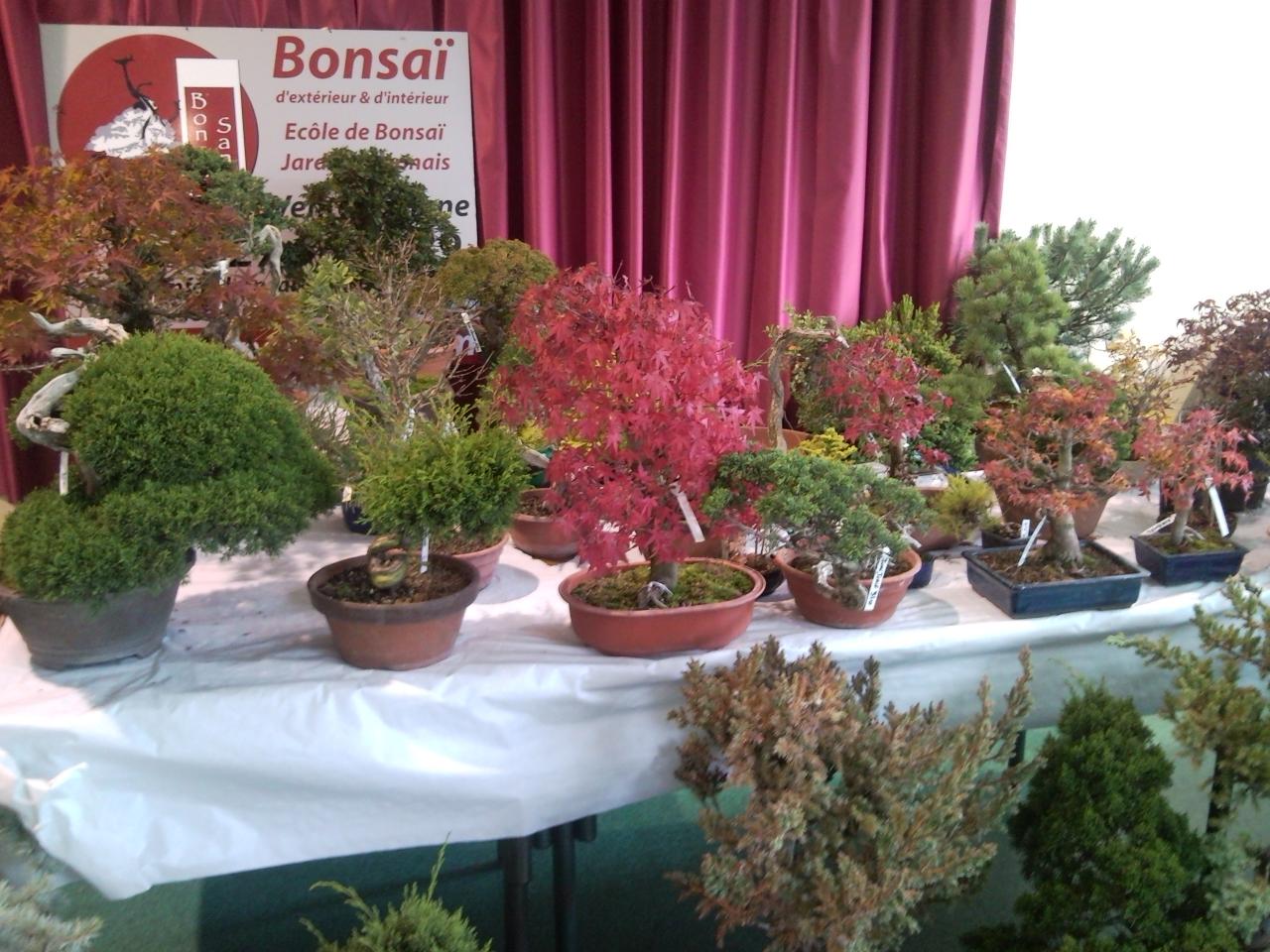 Photo du bonsaï : Bonsaïs